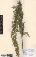 Filed as Artemisia afra Jacq. ex Willd. [family ASTERACEAE]