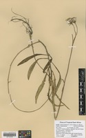 Filed as Crassocephalum uvens (Hiern) S. Moore [family ASTERACEAE]