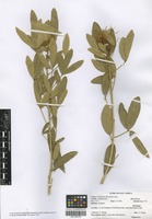 Filed as Thilachium africanum Lour. [family CAPPARACEAE]