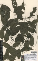 Filed as Rhaphiostylis beninensis (Hook. f. ex Planch.) Planch. ex Benth. [family ICACINACEAE]