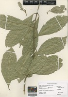 Filed as Xymalos monospora Baill. [family MONIMIACEAE]