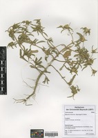 Filed as Flaveria trinervia (Spreng.) C. Mohr [family ASTERACEAE]