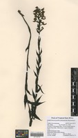 Filed as Brachycorythis pleistophylla Rchb. f. [family ORCHIDACEAE]