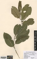 Filed as Prunus africana (Hook. f.) Kalkman [family ROSACEAE]