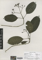 Filed as Psychotria crassipetala E. M. A. Petit [family RUBIACEAE]