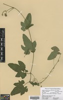 Filed as Ampelocissus africana (Lour.) Merr. [family VITACEAE]