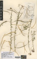 Filed as Cleome hirta (Klotzsch) Oliv. [family CAPPARACEAE]
