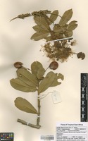 Filed as Maerua kirkii (Oliv.) F. White [family CAPPARACEAE]