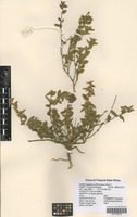 Filed as Seddera suffruticosa (Schinz) Hallier f. [family CONVOLVULACEAE]