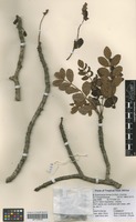 Filed as Sclerocarya birrea (A. Rich.) Hochst. [family ANACARDIACEAE]