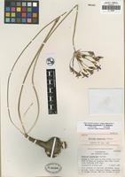 Holotype of Brodiaea kinkiensis T. F. Niehaus [family LILIACEAE]