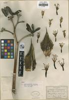 Holotype of Agave margaritae Brandegee [family AMARYLLIDACEAE]