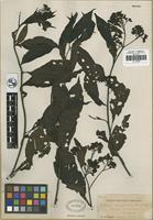 Holotype of Celosia chiapensis Brandegee [family AMARANTHACEAE]