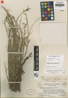 Isotype of Helianthemum suffrutescens B. Schreib [family CISTACEAE]