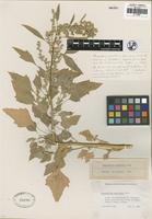 Holotype of Chenopodium pueblense H. S. Reed [family CHENOPODIACEAE]