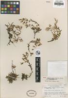 Holotype of Dudleya cymosa (Lem.) Britton and Rose subsp. marcescens Moran [family CRASSULACEAE]