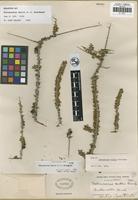 Holotype of Tetracoccus hallii Brandegee [family EUPHORBIACEAE]