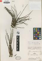 Isotype of Isoetes smithii H. P. Fuchs [family ISOETACEAE]