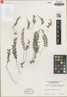 Isotype of Asplenium filipes Copel. [family ASPLENIACEAE]