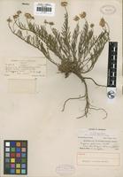 Holotype of Erigeron confinis Howell [family ASTERACEAE]