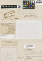 Holotype of Callitriche autumnalis L. var. bicarpellaris Fenley ex Jeps. [family CALLITRICHACEAE]
