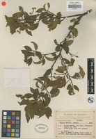 Isotype of Prunus gentryi Standl. [family ROSACEAE]