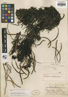 Holotype of Cyclophorus stellatus Copel. [family POLYPODIACEAE]