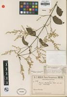 Isotype of Iresine hassleriana Chodat [family AMARANTHACEAE]