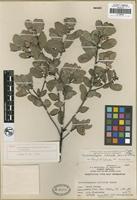 Holotype of Arctostaphylos silvicola Jeps. and Wiesl. [family ERICACEAE]