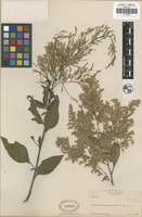 Isotype of Celosia monosperma Rose [family ]