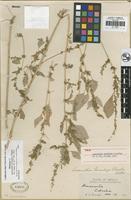 Holotype of Amaranthus brandegeei Standl. [family AMARANTHACEAE]