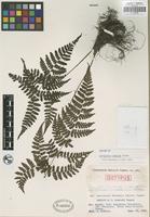 Isotype of Cornopteris tashiroi Tagawa [family WOODSIACEAE]