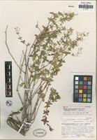 Holotype of Galium sparsiflorum W. Wright subsp. glabrius Dempster and Stebbins [family RUBIACEAE]