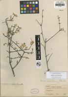 Holotype of Iresine rotundifolia Standl. [family AMARANTHACEAE]
