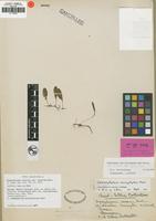 Isotype of Drymoglossum carnosum Wall. ex Hook. var. obovatum Harr. [family POLYPODIACEAE]