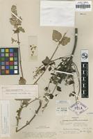 Syntype of Salvia curticalyx Epling [family LAMIACEAE]