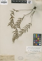 Isotype of Asplenium planicaule Wall. [family ASPLENIACEAE]