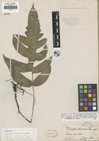 Isotype of Diplazium formosanum Rosenst. [family WOODSIACEAE]