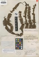Isolectotype of Aspidium wallichianum Spreng. [family DRYOPTERIDACEAE]