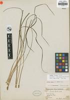 Isotype of Isoetes bradei Herter [family ISOETACEAE]