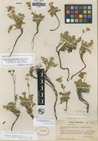 Holotype of Drymocallis pseudorupestris (Rydb.) Rydb. var. crumiana Ertter [family ROSACEAE]
