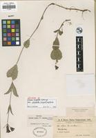 Isotype of Verbena rigida Spreng. var. obovata (Hayek) Moldenke [family VERBENACEAE]