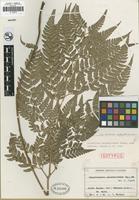 Isotype of Polystichum pseudoaristatum Tagawa [family DRYOPTERIDACEAE]