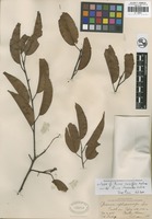 Filed as Prunus rhamnoides Koehne [family ROSACEAE]