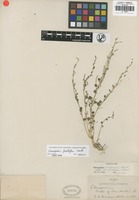 Isotype of Chenopodium flabellifolium Standl. [family AMARANTHACEAE]