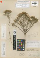 Isolectotype of Gilia virgata (Benth.) Steud. var. floribunda A. Gray [family POLEMONIACEAE]