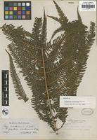 Isotype of Polypodium erubescens Wall. ex Hook. [family THELYPTERIDACEAE]