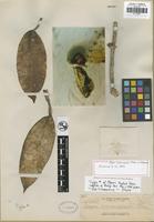 Holotype of Hoya crassicaulis Elmer ex Kloppenb. [family ASCLEPIADACEAE]