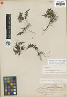 Isotype of Athyrium hyalostegium Copel. [family THELYPTERIDACEAE]