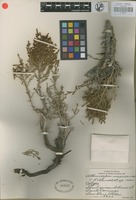 Isotype of Allenrolfea mexicana Lundell [family ]